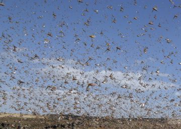 La última plaga en China: drones contra langostas