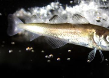 El nuevo símbolo de la protección del Ártico: el bacalao polar El nuevo símbolo de la protección del Ártico: el bacalao polar