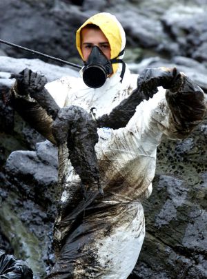 Un voluntario muestra un pájaro lleno de alquitrán.