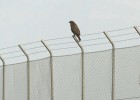 Ni los pájaros aterrizan en Castellón