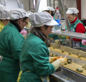 Mujeres de la cooperativa envasando alcachofas. Mujeres de la cooperativa envasando alcachofas.