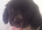 O cachorro abandonado por medo de que tivesse ebola é adotado