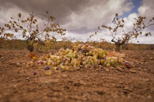 Un montón de uva de rebusco, en un viñedo de Almendralejo.