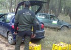 La mafia de las setas