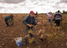 Extremadura vuelve a permitir el rebusco tras paralizarlo en octubre
