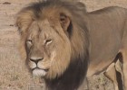 “El lleó Cecil va trigar dos dies a morir. És una gran tragèdia”