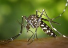 Espanya registra un centenar de casos de Chikungunya el 2015