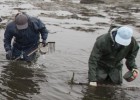 Un parásito mortal arruina a los mariscadores de Arousa Un parásito mortal arruina a los mariscadores de Arousa