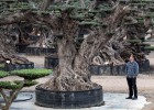 Ponga un árbol milenario en el jardín de su casa
