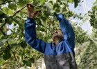 Las uvas de la suerte se adelantan a la Nochevieja