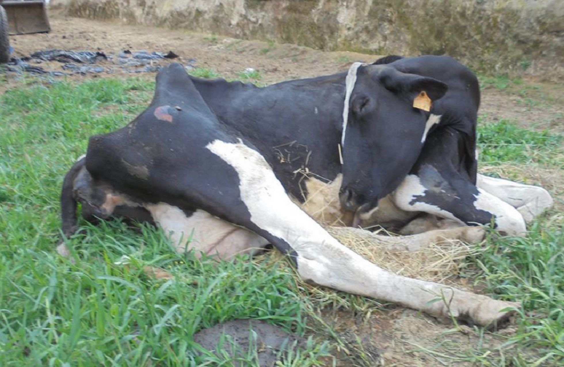 Imagen de una de las vacas tomada de la página de Facebook de uno de los miembros del grupo Jinetes Enmascarados. Imagen de una de las vacas tomada de la página de Facebook de uno de los miembros del grupo Jinetes Enmascarados.