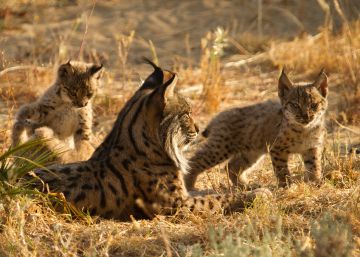 Las misteriosas muertes de los linces han quedado impunes Las misteriosas muertes de los linces han quedado impunes