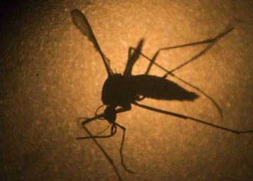 Registrado en Madrid el primer caso de zika por transmisión sexual en España Registrado en Madrid el primer caso de zika por transmisión sexual en España