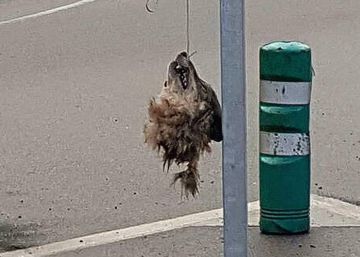 El negocio sucio que rodea al lobo El negocio sucio que rodea al lobo