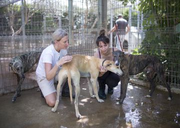 Abandono de animales, todo el año