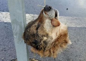 La Guardia Civil cifra en 200.000 euros el fraude por ataques de lobo en Asturias La Guardia Civil cifra en 200.000 euros el fraude por ataques de lobo en Asturias