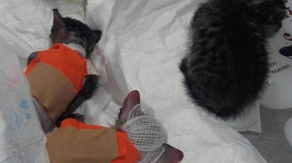 Camada de gatos recién nacidos heridos por un líquido corrosivo.