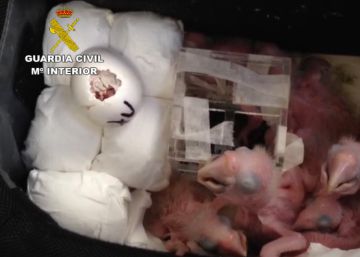 Hallados 11 huevos y siete crías de loro en una maleta en Barajas Hallados 11 huevos y siete crías de loro en una maleta en Barajas