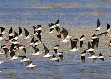 La sobreexplotación y la industrialización amenazan Doñana La sobreexplotación y la industrialización amenazan Doñana