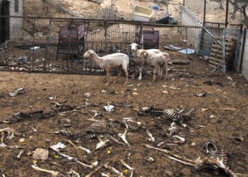 Investigado un ganadero por matar de hambre a 200 ovejas y dos perros Investigado un ganadero por matar de hambre a 200 ovejas y dos perros
