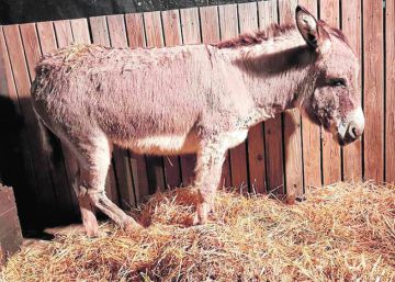 Grupos animalistas denuncian maltrato en los belenes vivientes