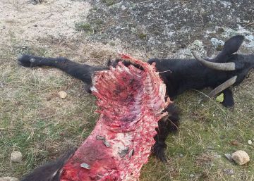 Jóvenes Agricultores denuncian ataques de lobos en Las Navas del Marqués Jóvenes Agricultores denuncian ataques de lobos en Las Navas del Marqués