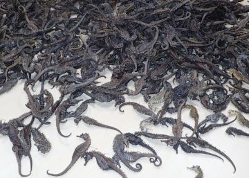 El lucrativo contrabando con caballitos de mar