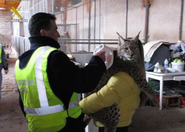 Un agente de la Guardia Civil en una operaci&oacute;n contra el maltrato animal.