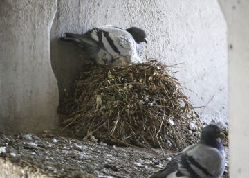 Las palomas: una larga lucha urbana