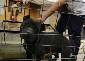 La policía desmantela una organización criminal dedicada a las peleas de perros La policía desmantela una organización criminal dedicada a las peleas de perros