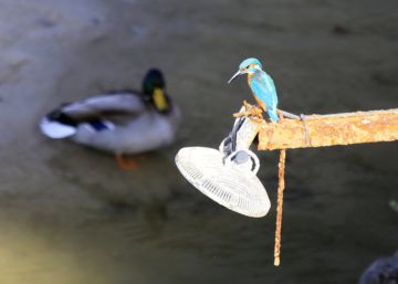 La vida vuelve al río Manzanares La vida vuelve al río Manzanares