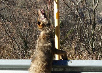 El misterioso caso del lobo colgado de una señal de tráfico El misterioso caso del lobo colgado de una señal de tráfico