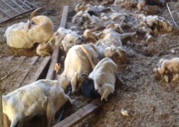 Detinguda una ramadera a Osca per deixar morir de fam 350 cabres Detinguda una ramadera a Osca per deixar morir de fam 350 cabres