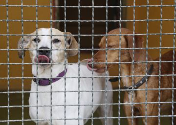 Pacma paraliza dos batidas de caza a animales abandonados