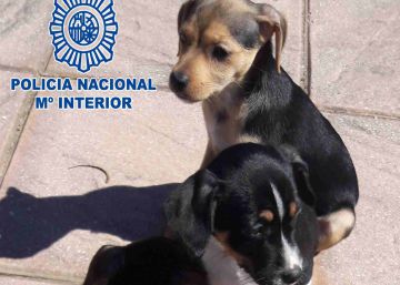 Detenido un hombre por abandonar a tres cachorros en la carretera