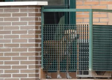 El Tribunal Superior de Madrid deniega indemnizar a Teresa Romero por el sacrificio de su perro