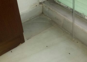 Una plaga de termitas se adueña de un juzgado de Torremolinos Una plaga de termitas se adueña de un juzgado de Torremolinos