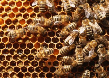 Muere un hombre en Málaga tras sufrir una picadura masiva de abejas Muere un hombre en Málaga tras sufrir una picadura masiva de abejas
