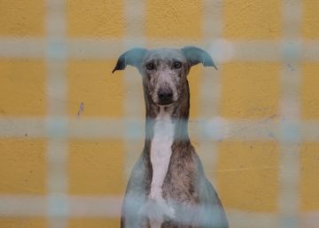 Multas de hasta 5.000 euros en Galicia por recoger animales abandonados Multas de hasta 5.000 euros en Galicia por recoger animales abandonados