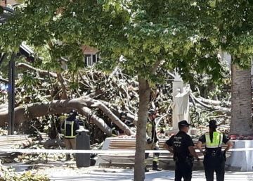 Una herida en Murcia tras desplomarse un ficus centenario Una herida en Murcia tras desplomarse un ficus centenario