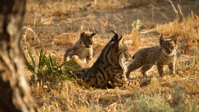 Muere un lince tras ser evacuado por el fuego de Doñana