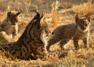 Muere un lince tras ser evacuado por el fuego de Doñana Muere un lince tras ser evacuado por el fuego de Doñana