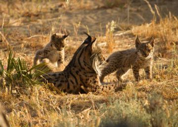 El incendio de Doñana golpea a uno de los núcleos de población del lince El incendio de Doñana golpea a uno de los núcleos de población del lince