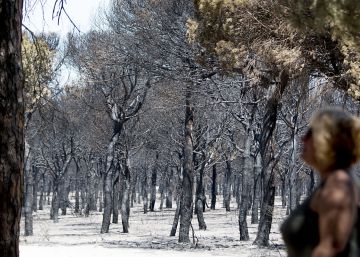 El incendio de Doñana se salda con 8.486 hectáreas quemadas El incendio de Doñana se salda con 8.486 hectáreas quemadas