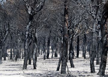 El fuego de Doñana es el mayor de los incendios registrados en 2017 El fuego de Doñana es el mayor de los incendios registrados en 2017