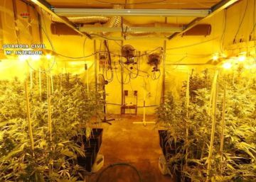 Detenido un hombre de 70 años con 735 plantas de marihuana en Toledo Detenido un hombre de 70 años con 735 plantas de marihuana en Toledo