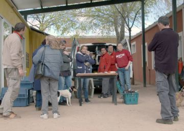 España exporta las mascotas abandonadas al extranjero