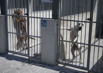 Alicante obligará a la protectora de animales a pasear los perros dos veces al día