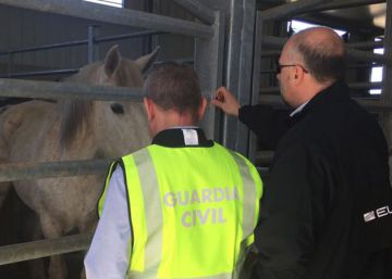 Detenidos 65 empresarios, veterinarios y funcionarios por la venta ilegal de carne de caballo en Europa Detenidos 65 empresarios, veterinarios y funcionarios por la venta ilegal de carne de caballo en Europa