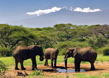 Un elefante mata a un turista español en un parque natural de Etiopía Un elefante mata a un turista español en un parque natural de Etiopía